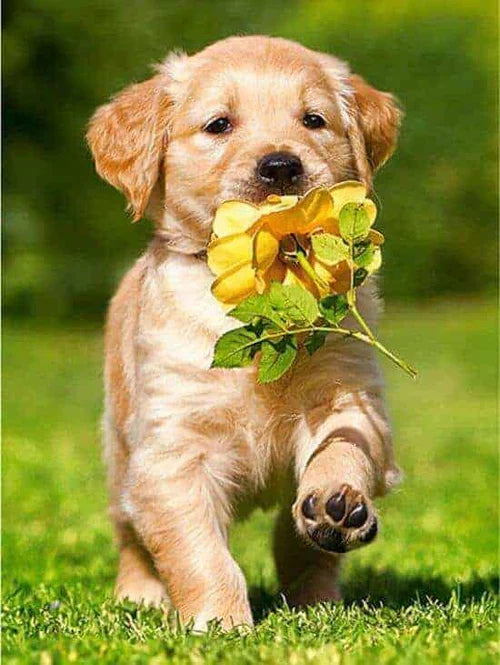 Diamond Painting Labrador & Blume