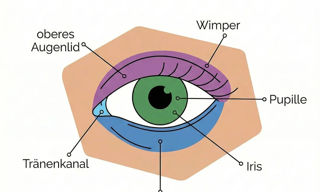 Auge zeichnen lernen in 5 Schritten
