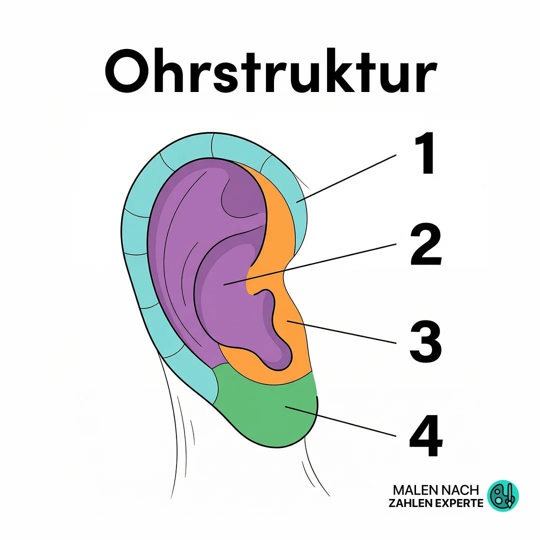 Ohren zeichnen lernen: Einfache Anleitung für Anfänger