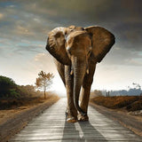 Diamond Painting Elefant auf der Straße