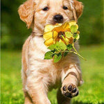 Diamond Painting Labrador & Blume