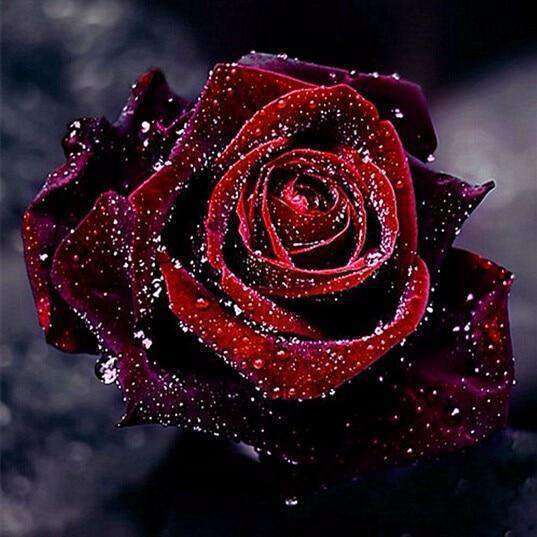 Diamond Painting Rote Rose