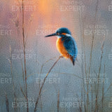 Diamond Painting Eisvogel bei Sonnenaufgang