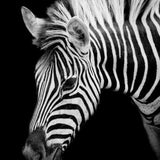 Diamond Painting Zebra Porträt