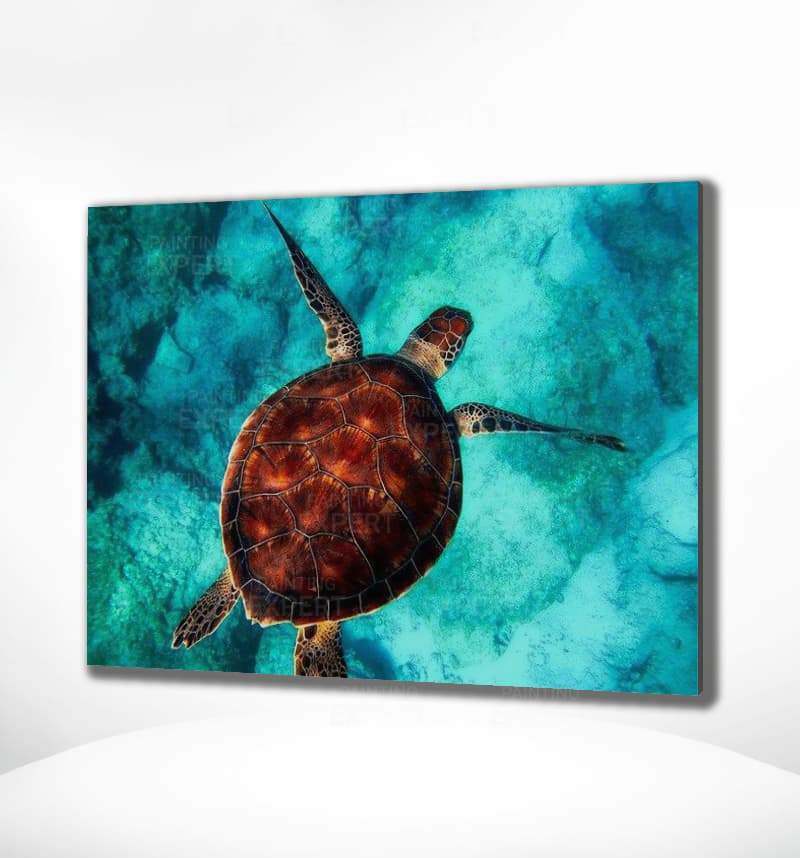 Malen nach Zahlen Schildkröte (mit Rahmen)