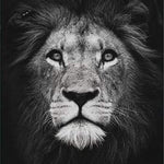 Malen nach Zahlen Schwarz und Weiß Lion Portrait