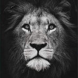 Malen nach Zahlen Schwarz und Weiß Lion Portrait