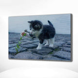 Malen nach Zahlen Spielende Katze