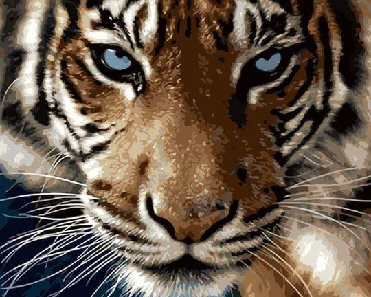 Malen nach Zahlen Tiger mit blauen Augen-Malen Nach Zahlen Experte